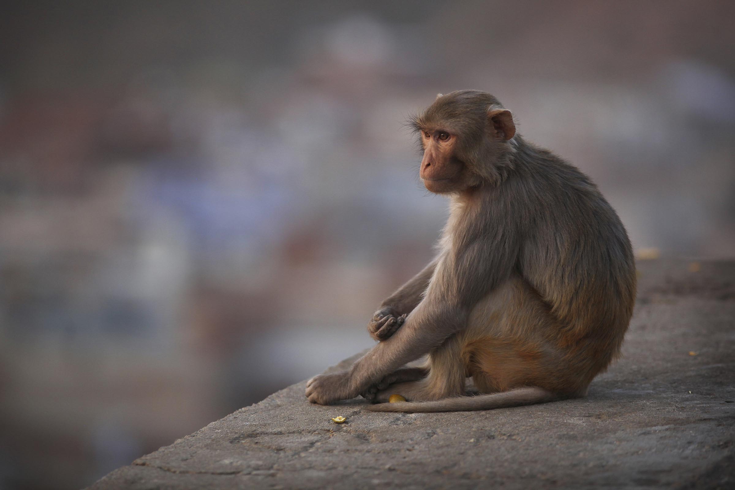 1 monkey recovered safely, 42 others remain on the run from South Carolina lab