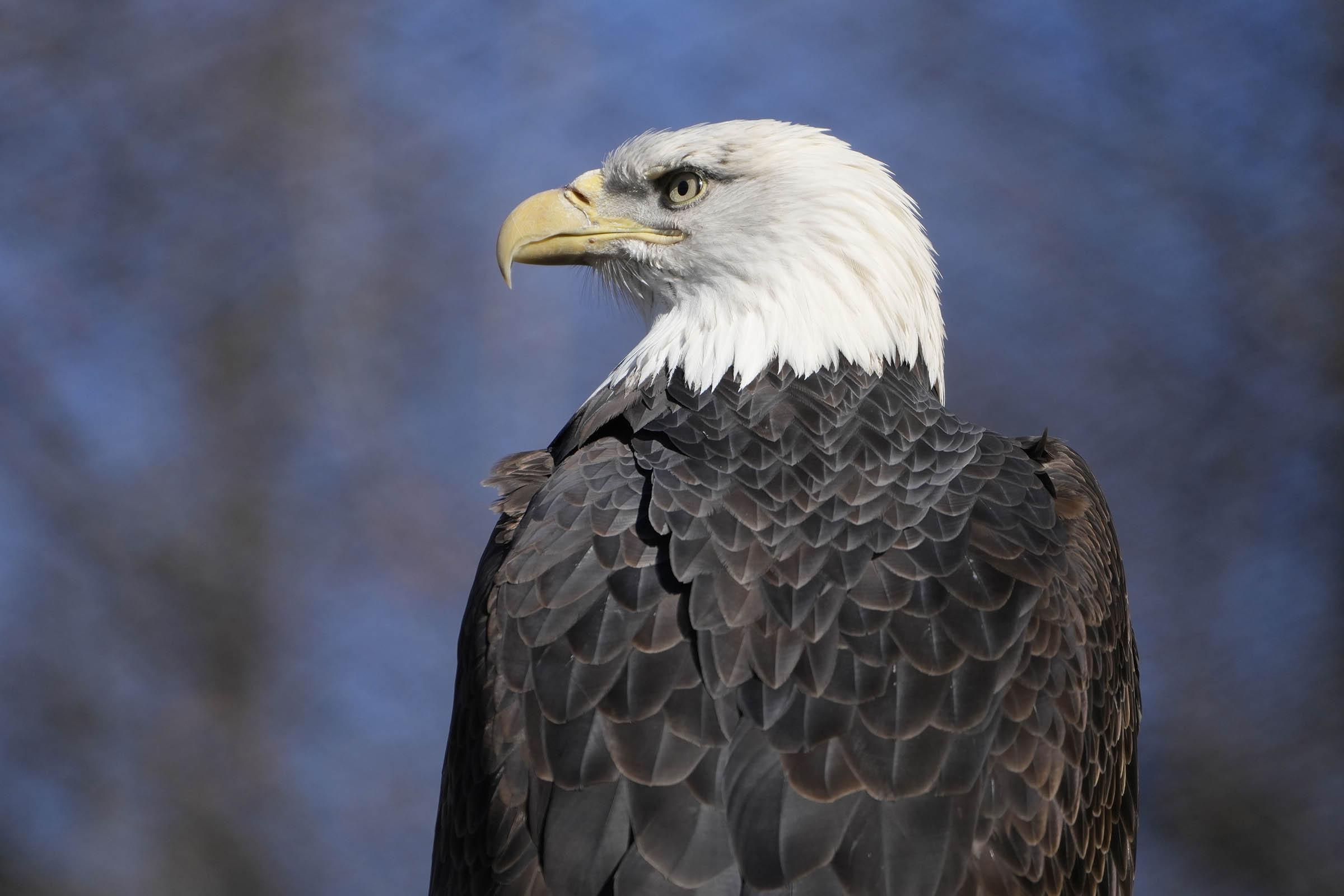 American bald eagles are having a moment, ecologically and culturally