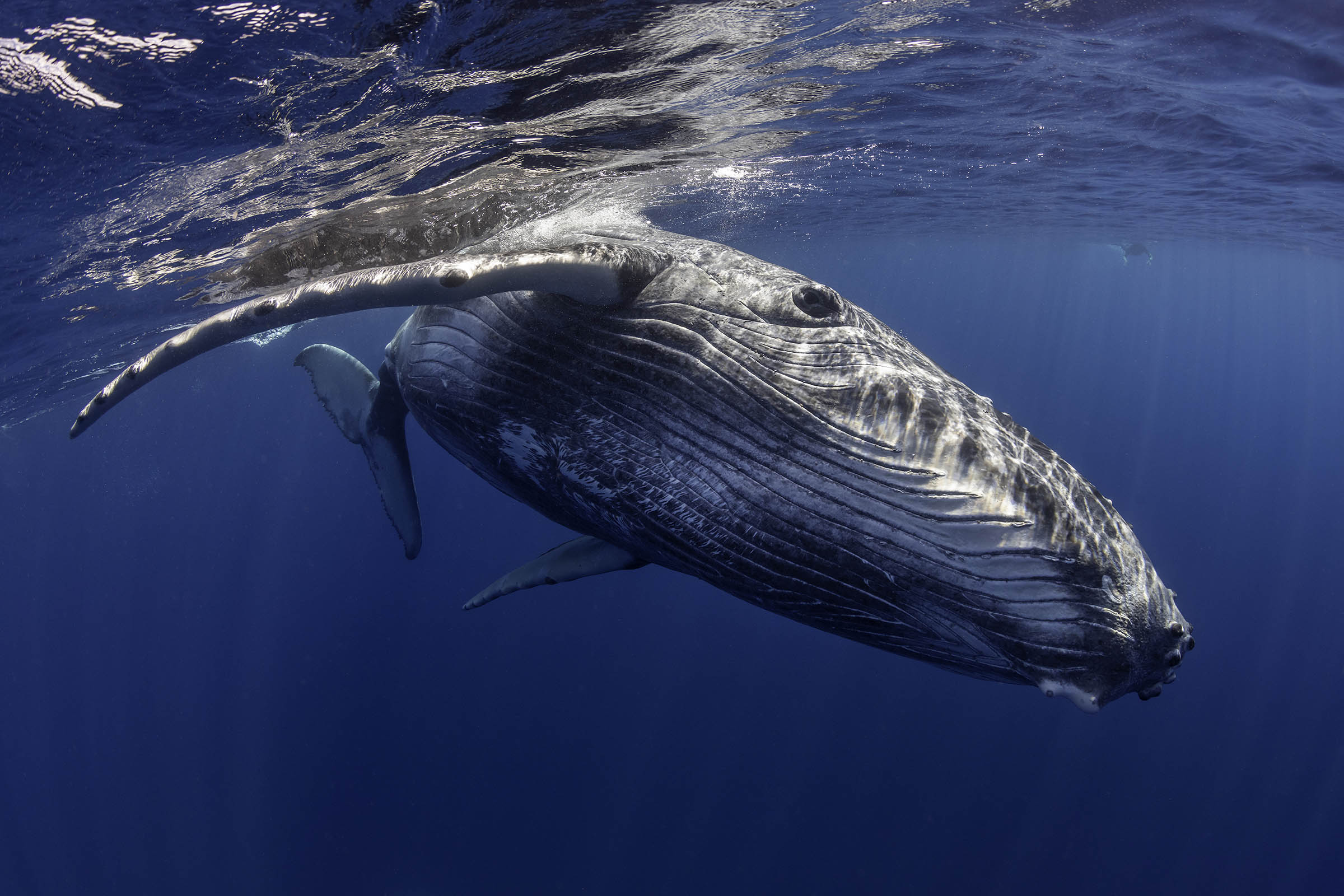 A humpback whale briefly swallows kayaker in Chilean Patagonia — and it’s all captured on camera