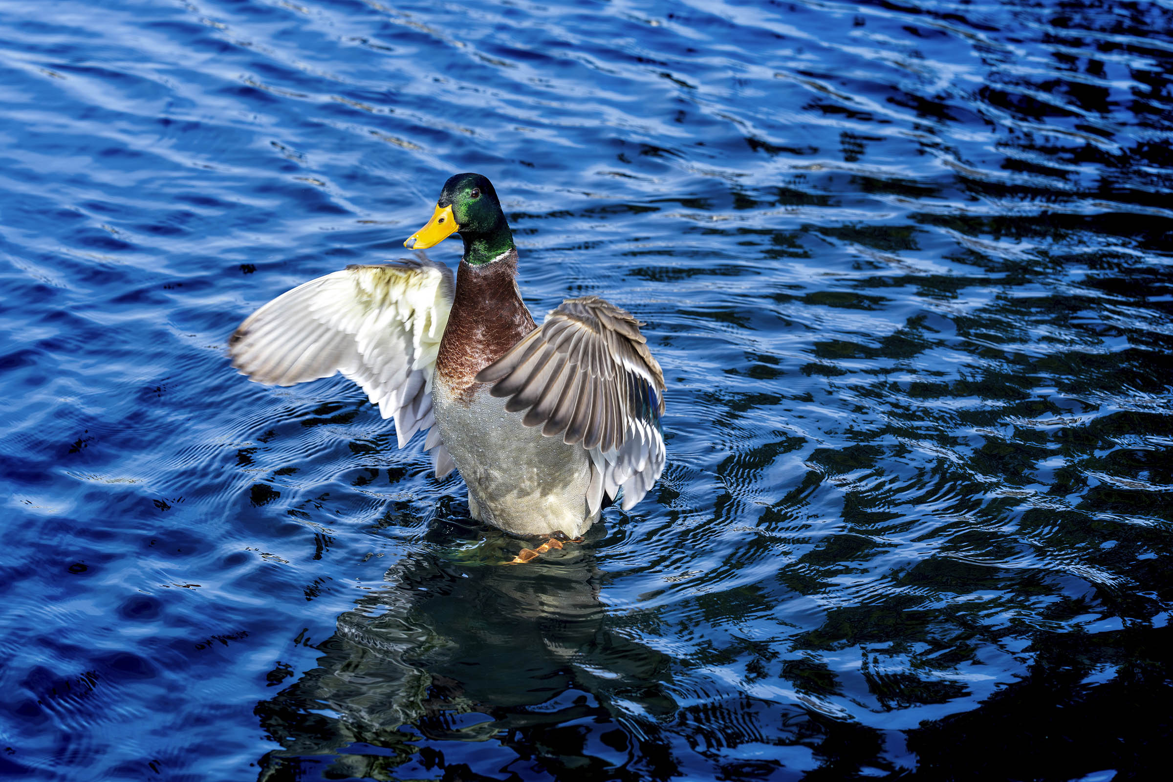 What to know about the bird flu outbreak in wild birds and what it means for backyard bird feeders
