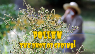 Pollen: The Dust of Spring