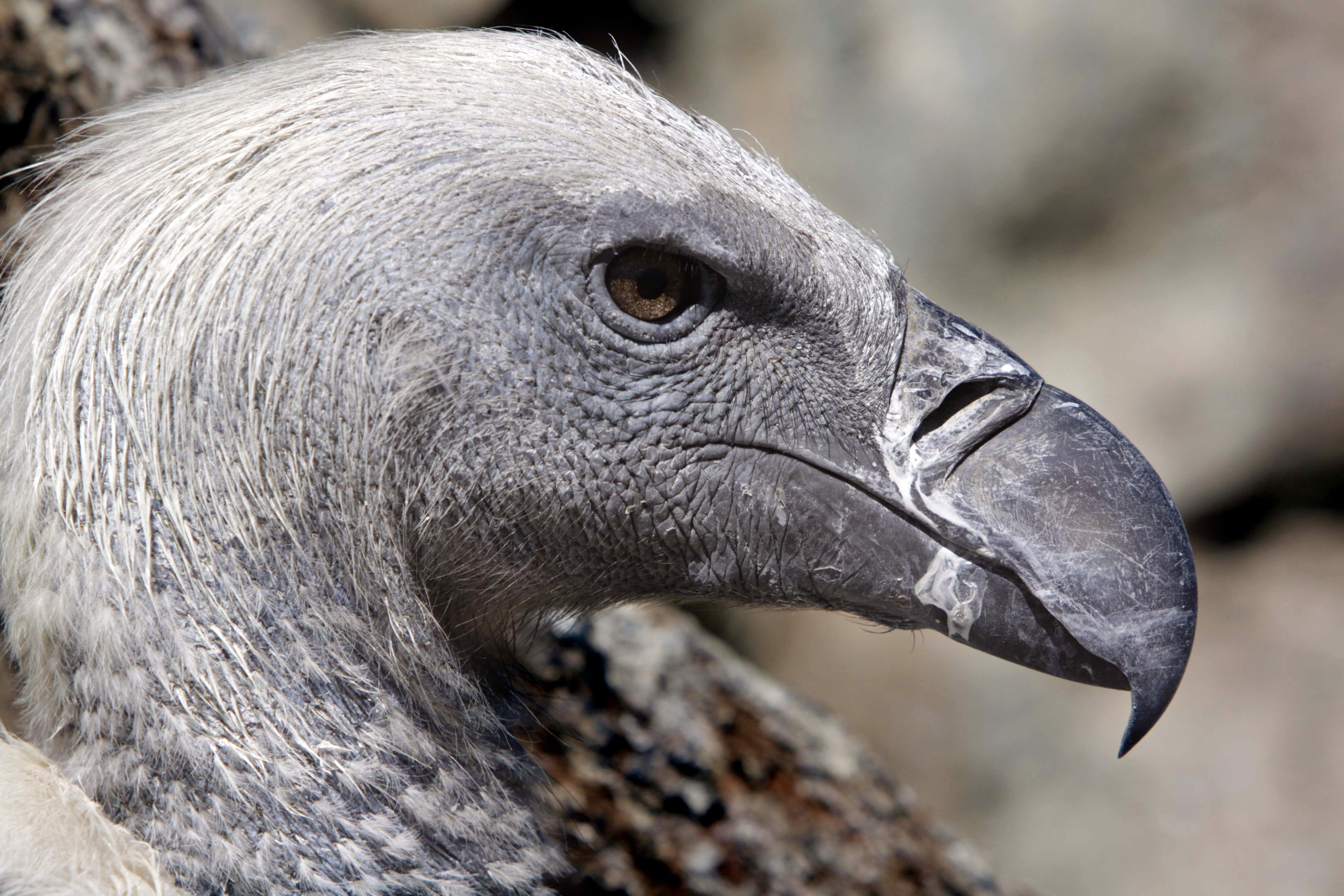 Vultures are among the least loved animals. African conservationists are trying to change that