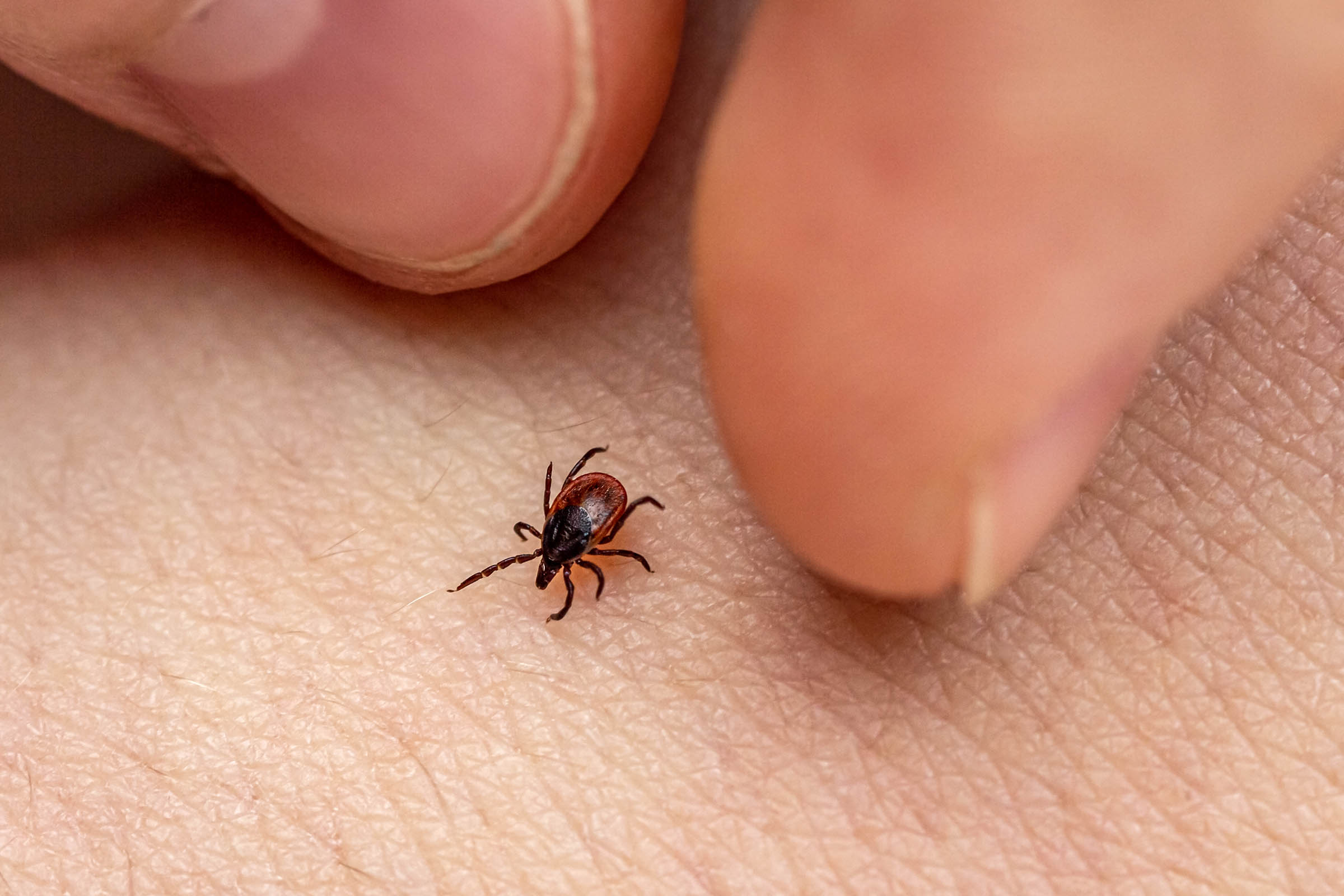 NC health officials relaunch ‘Fight the Bite’ campaign as tick and mosquito season begins