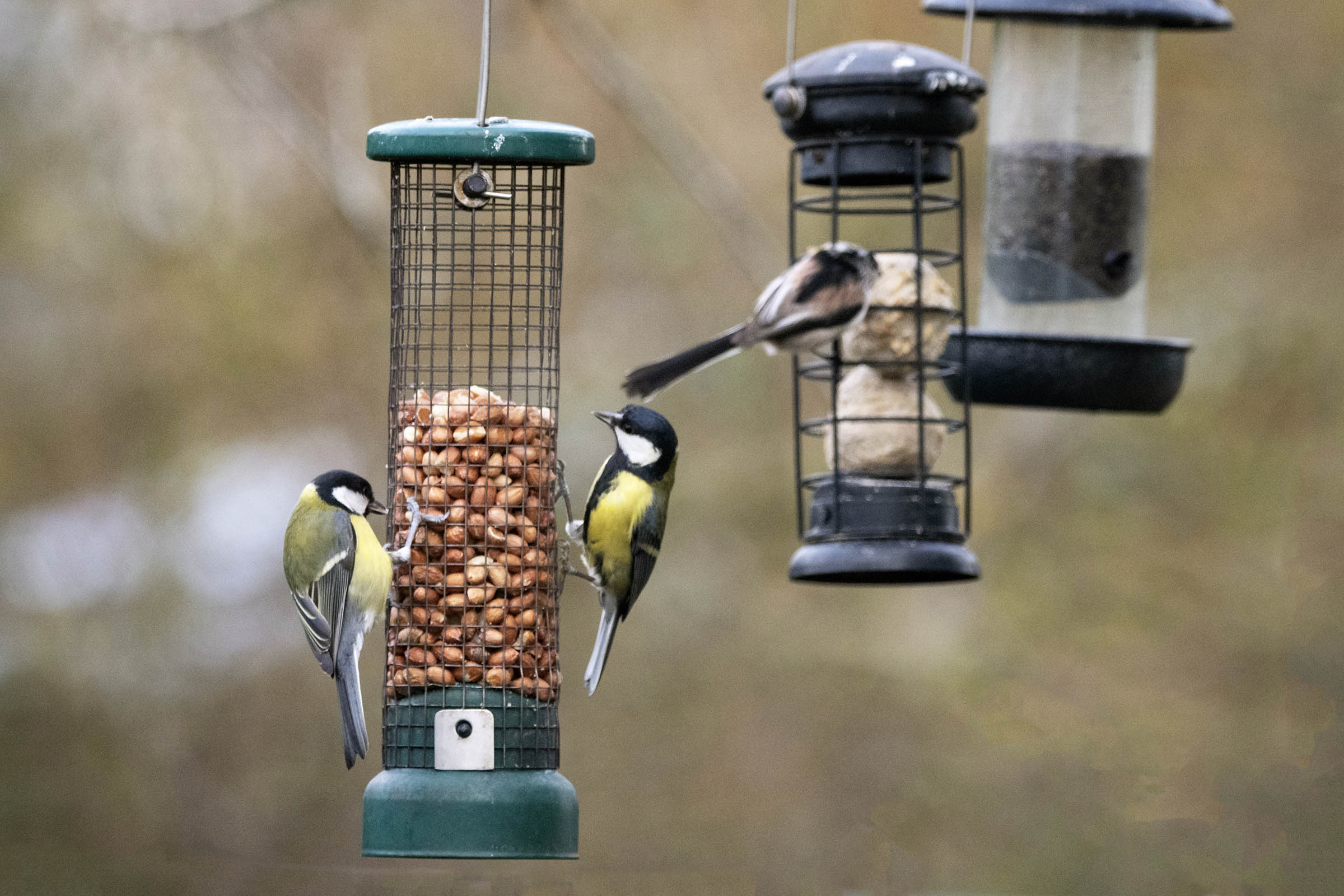 Trump science cuts target bird feeder research, AI literacy work and more