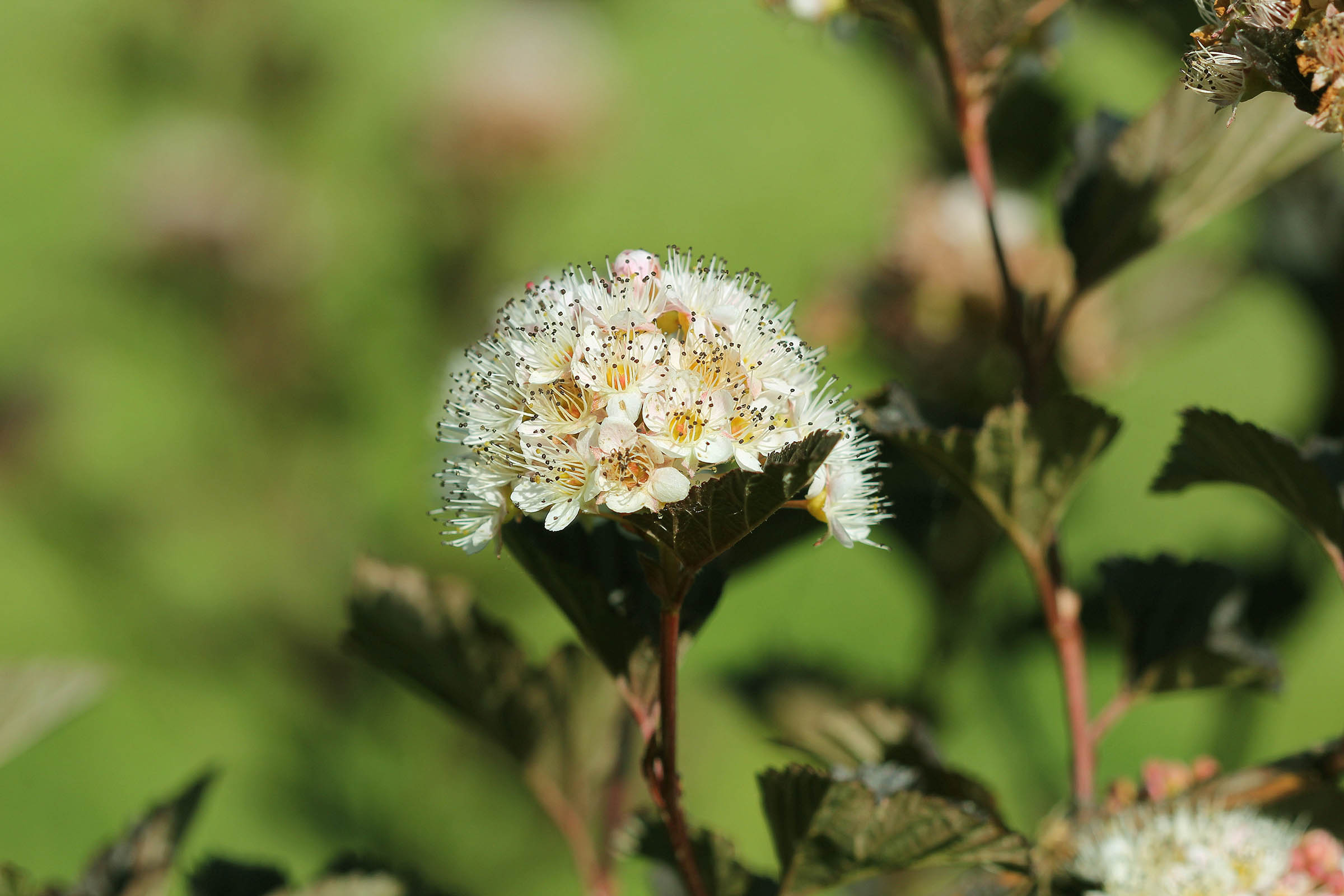 Why the ninebark shrub deserves a spot in your garden