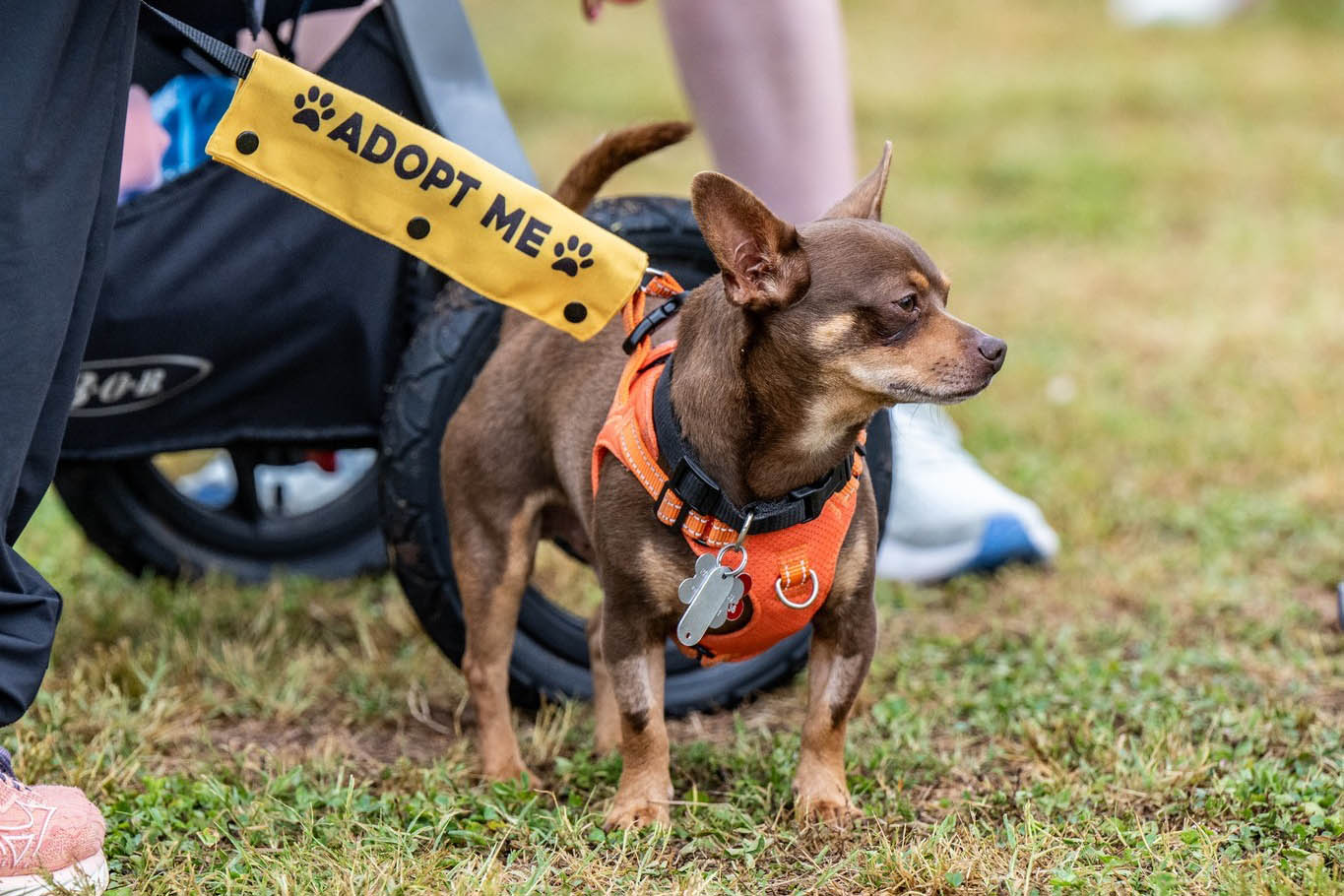 13th annual Racing for Rescues set for Sunday in Cary to support local animal adoptions