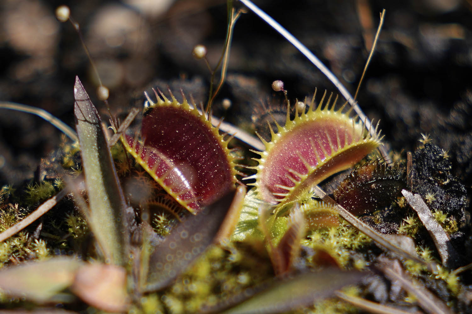 Insect-eating Venus flytraps thrive in the Carolinas as hikers peek into their native ecosystem