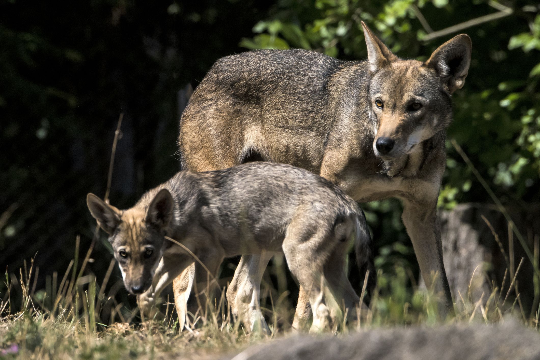Three red wolf pups born at Durham Museum of Life and Science