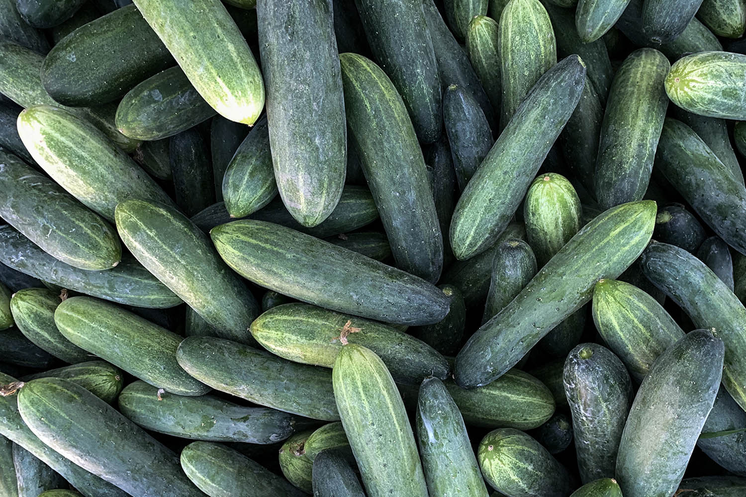 New salmonella outbreak tied to same Florida grower with tainted cucumbers last year
