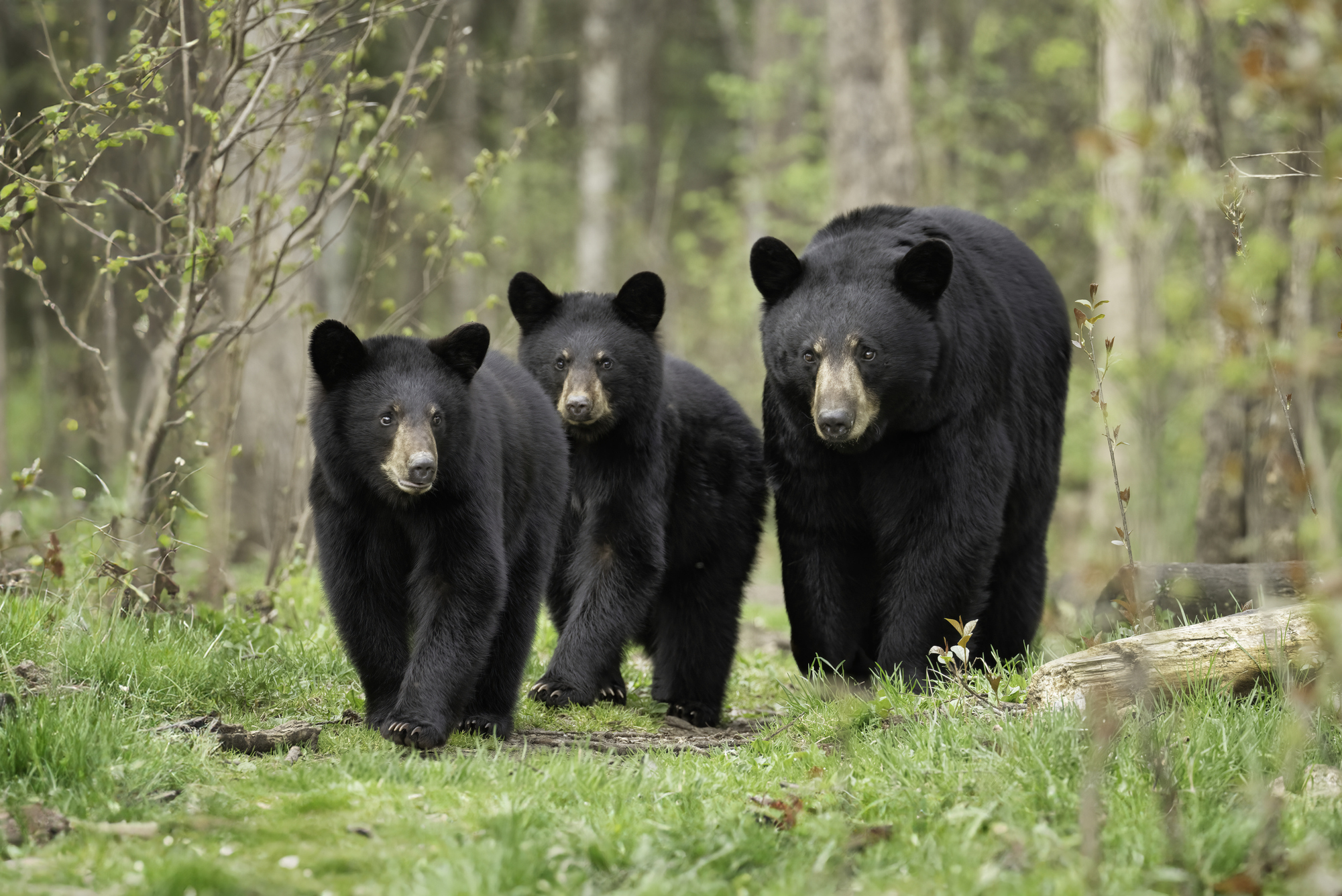 Bear sightings rise across North Carolina as breeding season begins