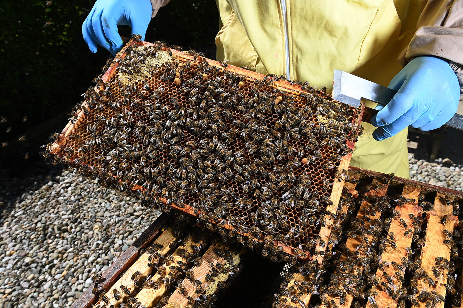 On ‘World Bee Day,’ the bees did not seem bothered. They should be