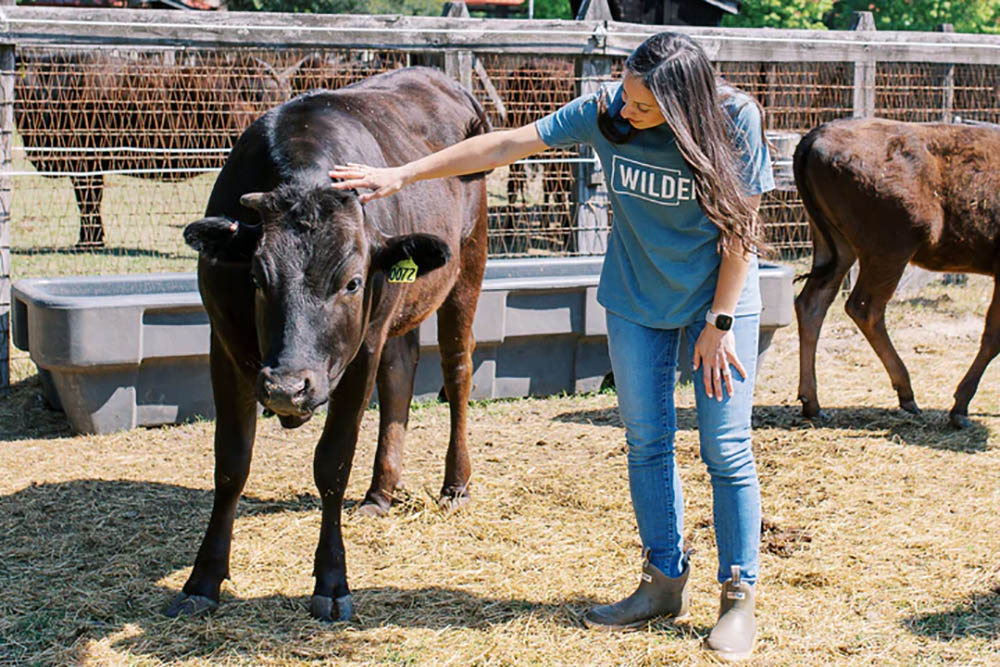 High-end beef with local roots: NC ranchers raise Wagyu cattle