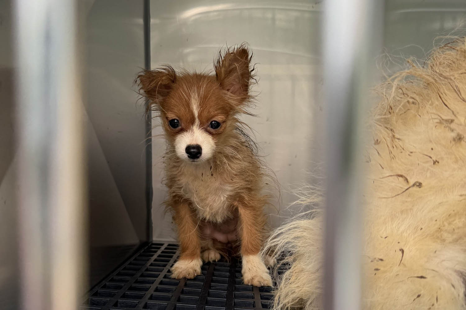 101 dogs living in packed, filthy conditions removed from North Carolina home