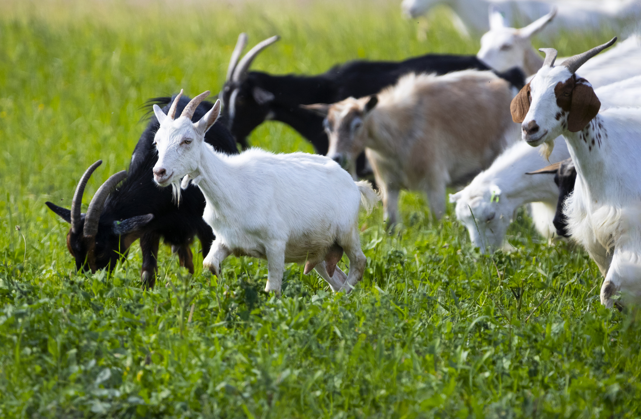 Goats on the Go: Raleigh taps four-legged crew to tackle invasive plants at Dorothea Dix Park