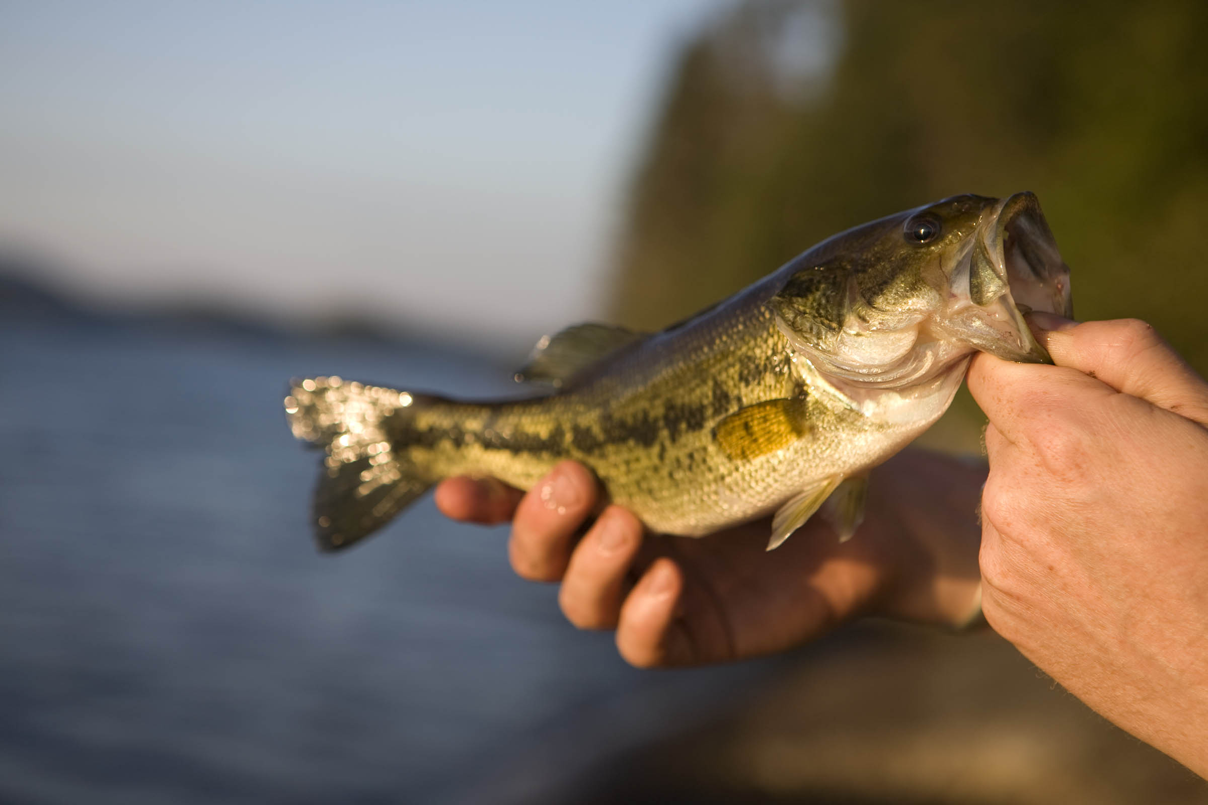 Invasive Alabama bass threaten native fish and tournaments across North Carolina
