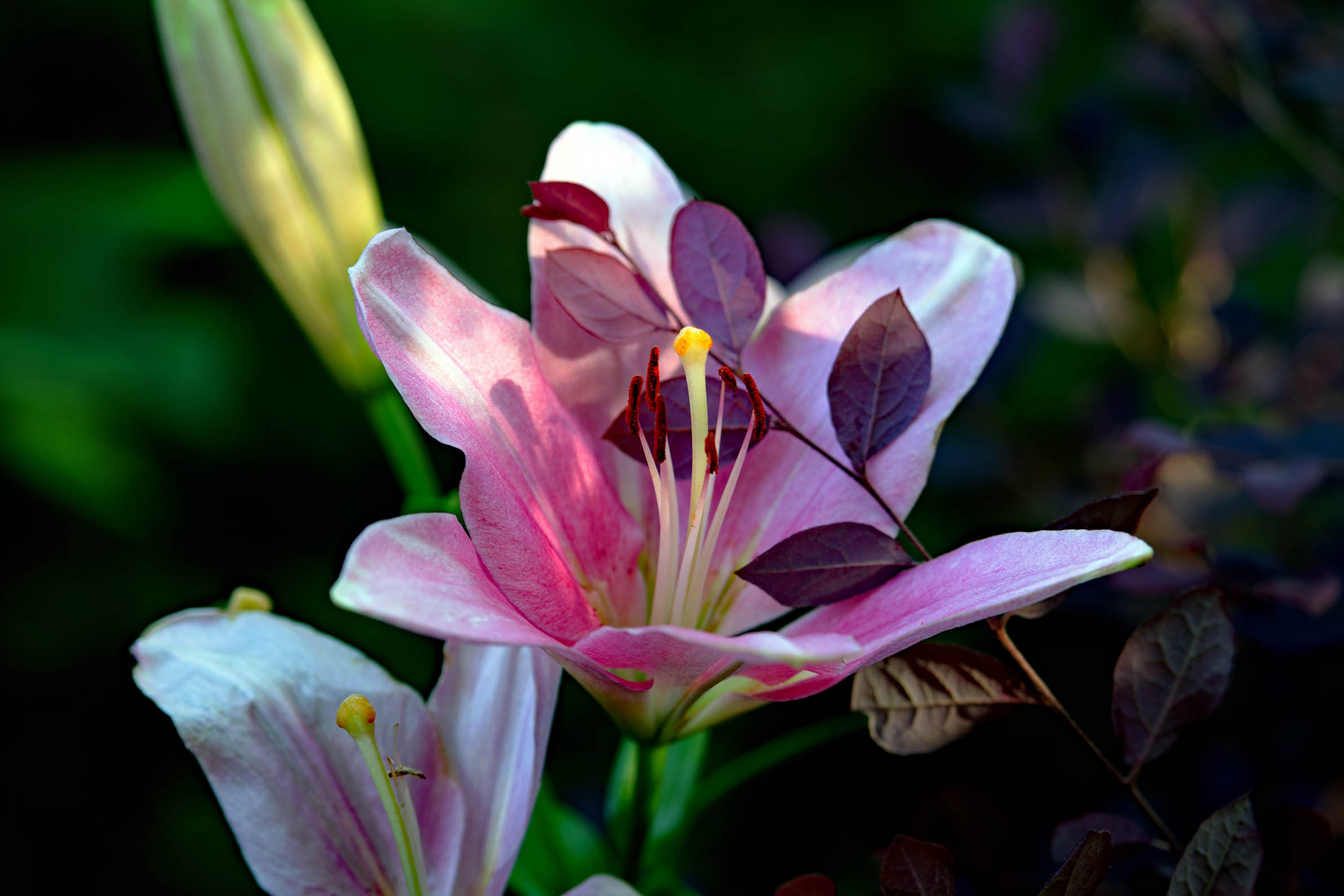 From Ditch Lilies to Showstoppers: Growing Daylilies in North Carolina