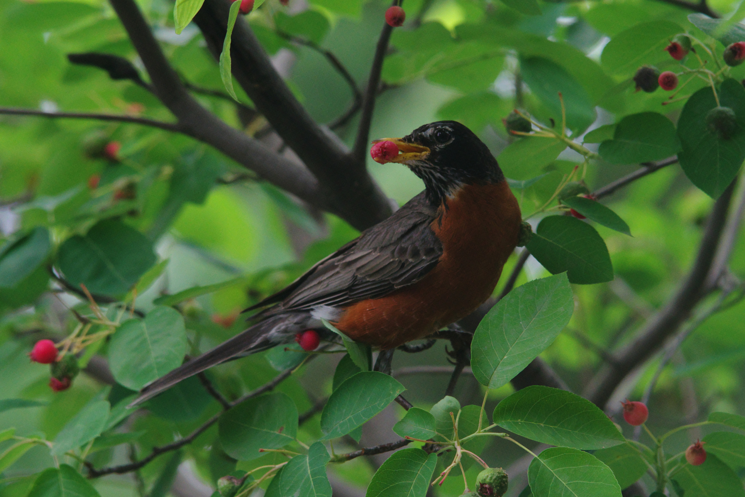 Serviceberry: A little-known native tree that birds (and gardeners) love